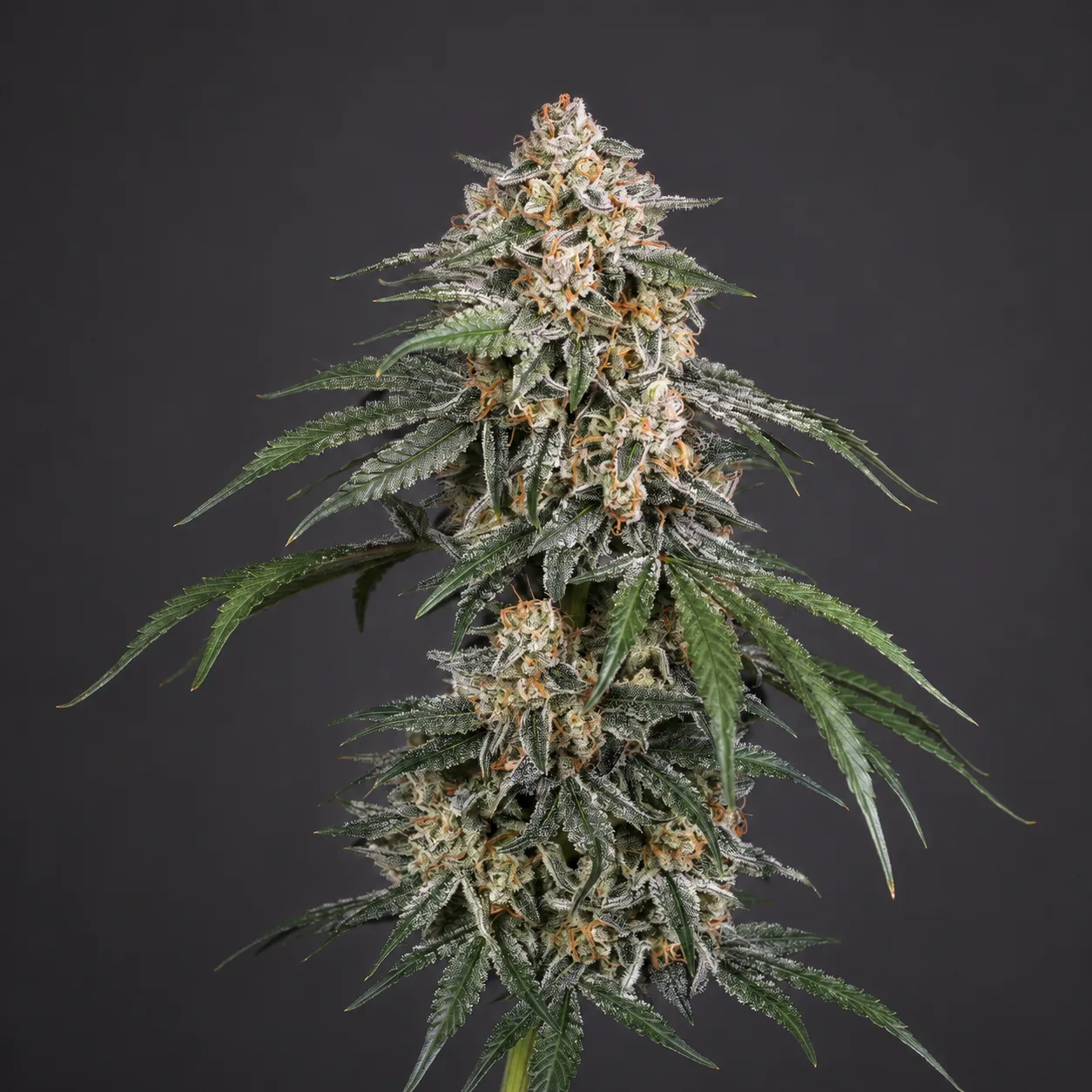 Golden Cookies