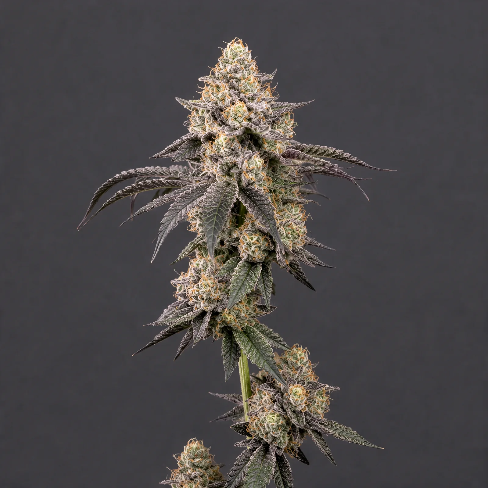 Grape Cream Auto