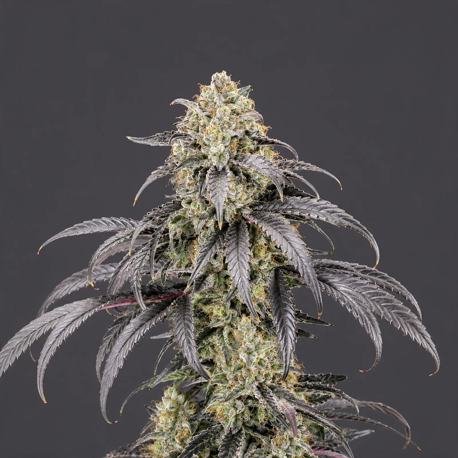 Kesselman Kush