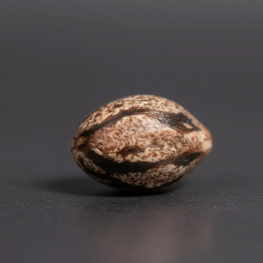 Kesselman Kush · image 3