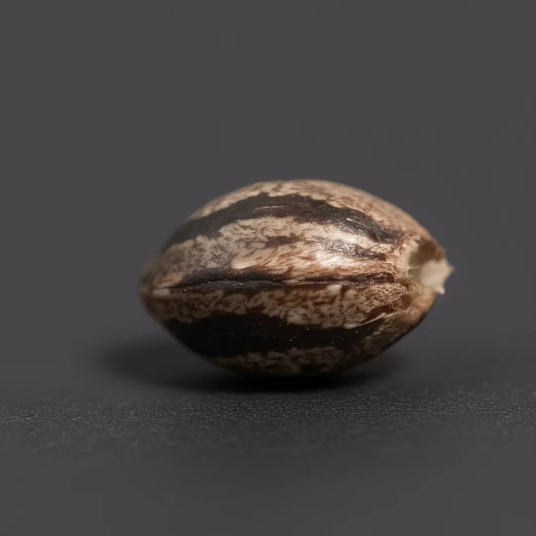 Lemon Treez · image 3