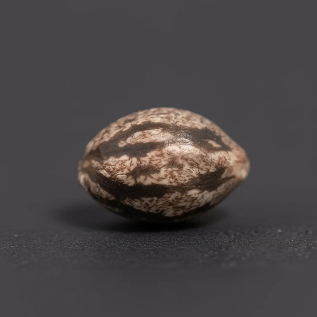 Purple Garlic · image 3